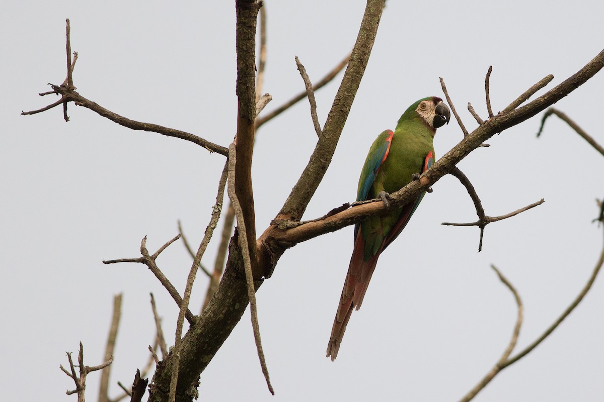 Chestnut-fronted Macaw - ML25553171