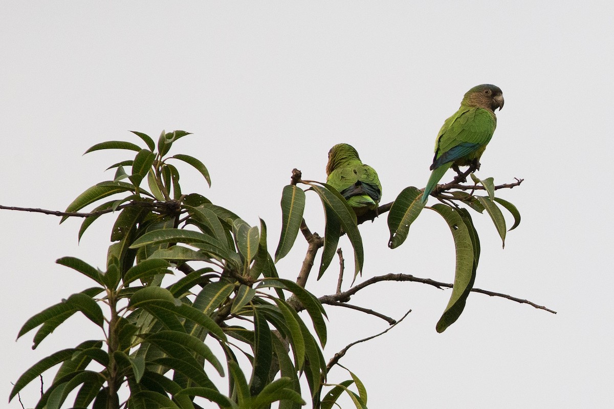 Brown-throated Parakeet (Brown-throated) - ML25553181