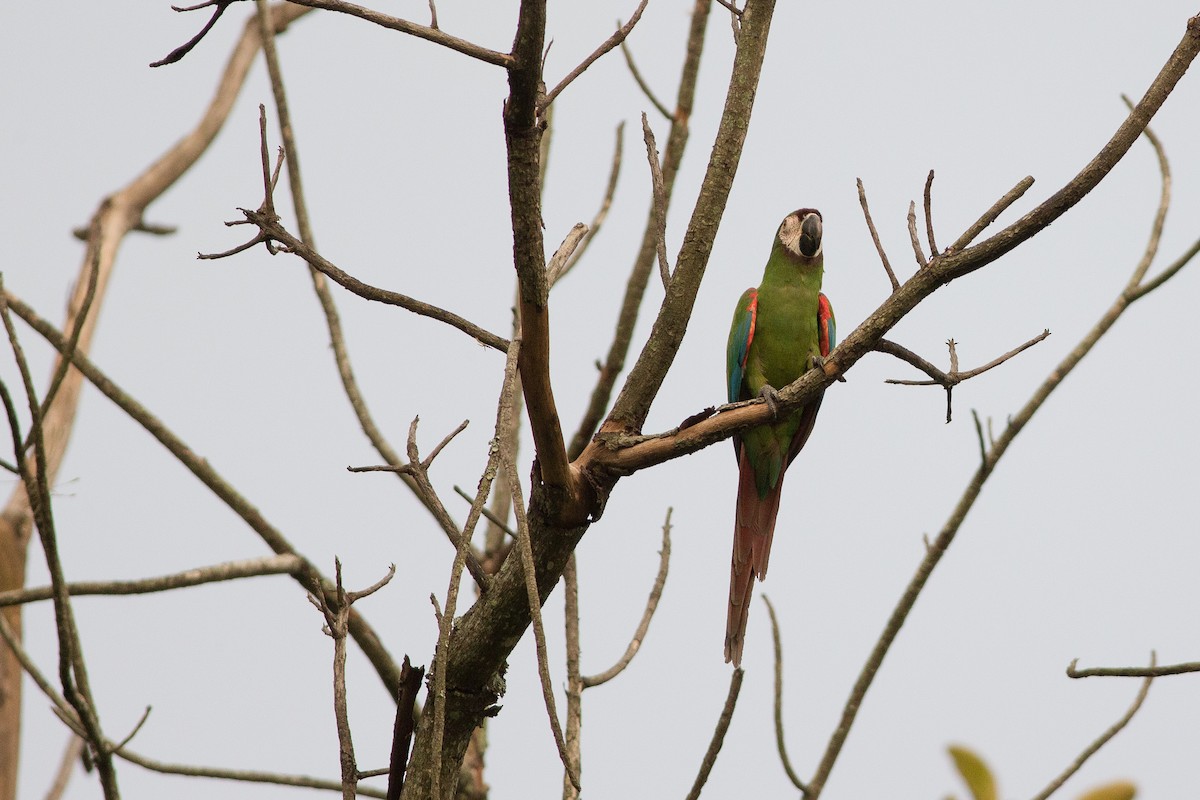 Chestnut-fronted Macaw - ML25553191