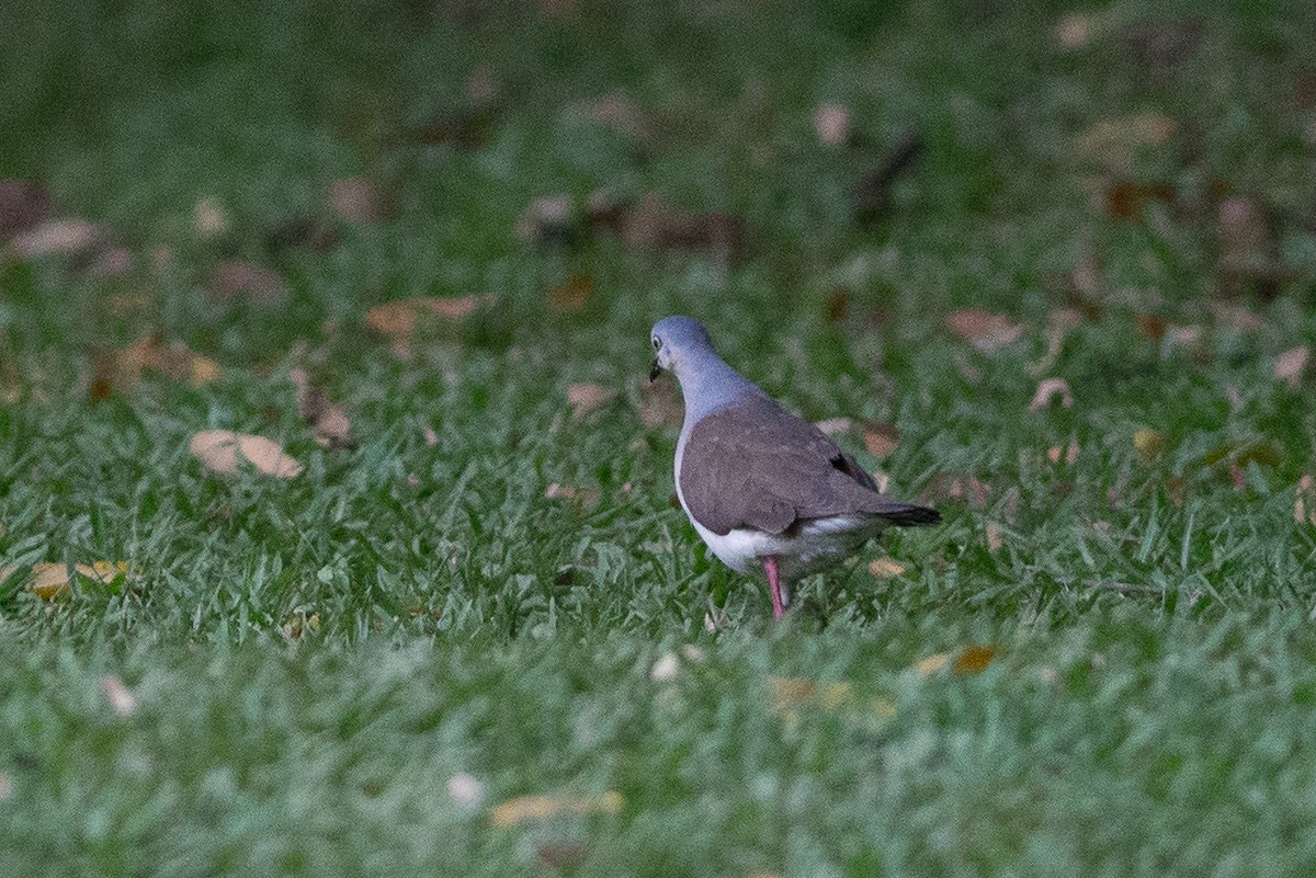 Gray-headed Dove - ML25553261