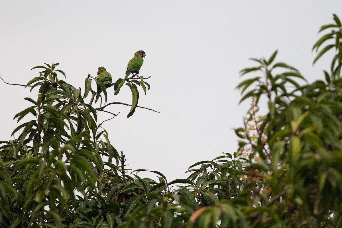 Brown-throated Parakeet (Brown-throated) - ML25553281