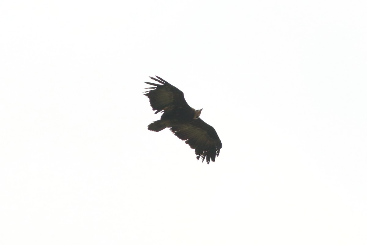 Hooded Vulture - ML255532851