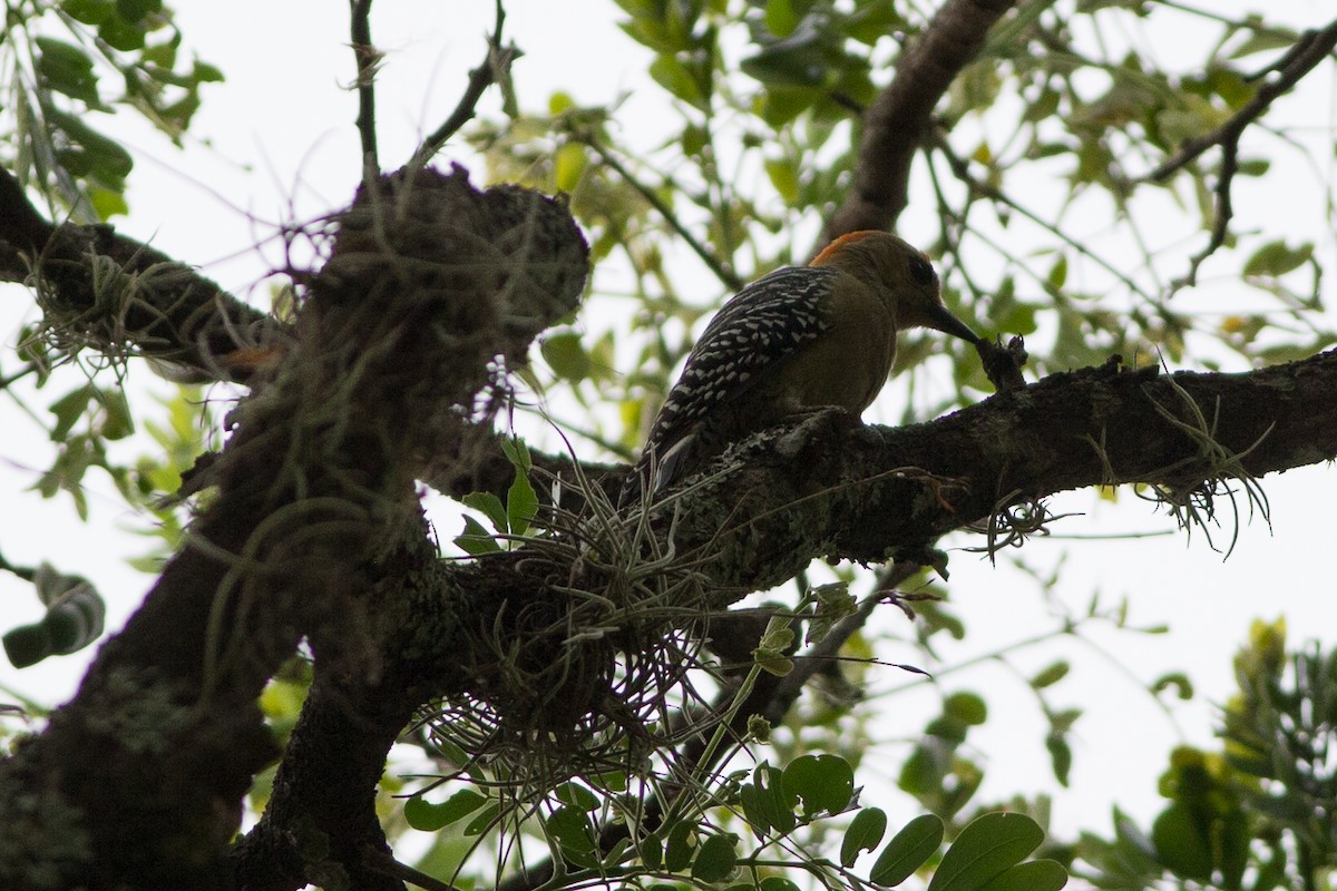Red-crowned Woodpecker - ML25553311