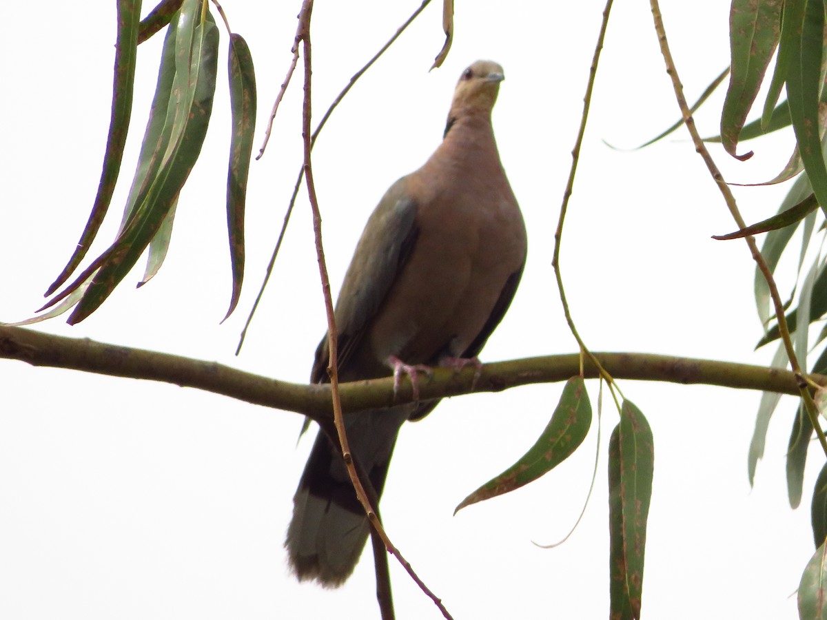 Red-eyed Dove - ML255535081