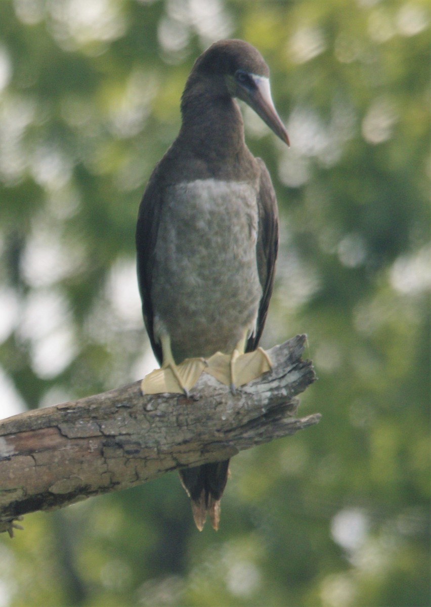 Brown Booby - ML255535981