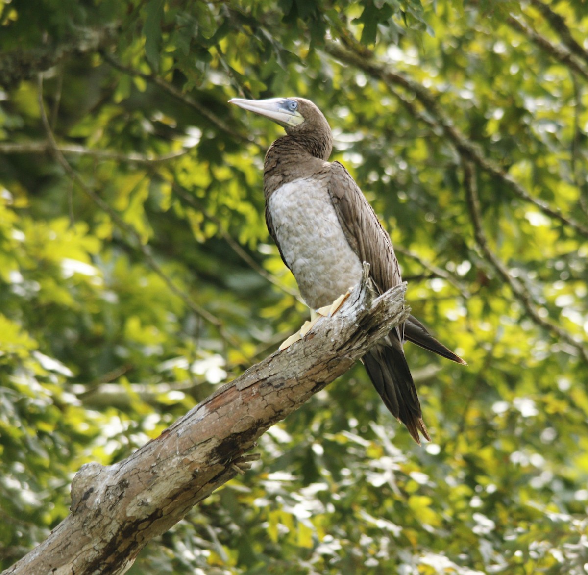 Brown Booby - ML255536011
