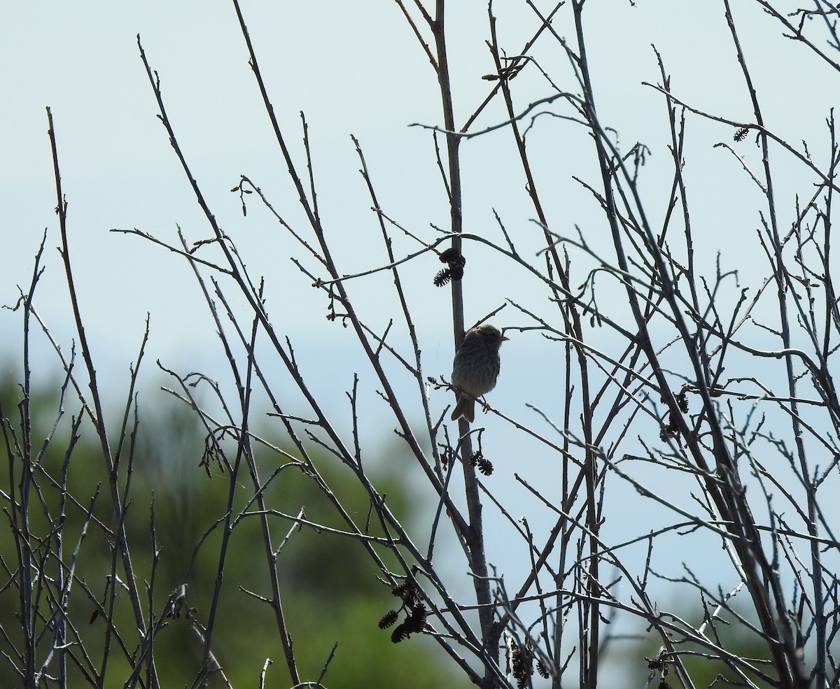 Chipping Sparrow - ML255545991