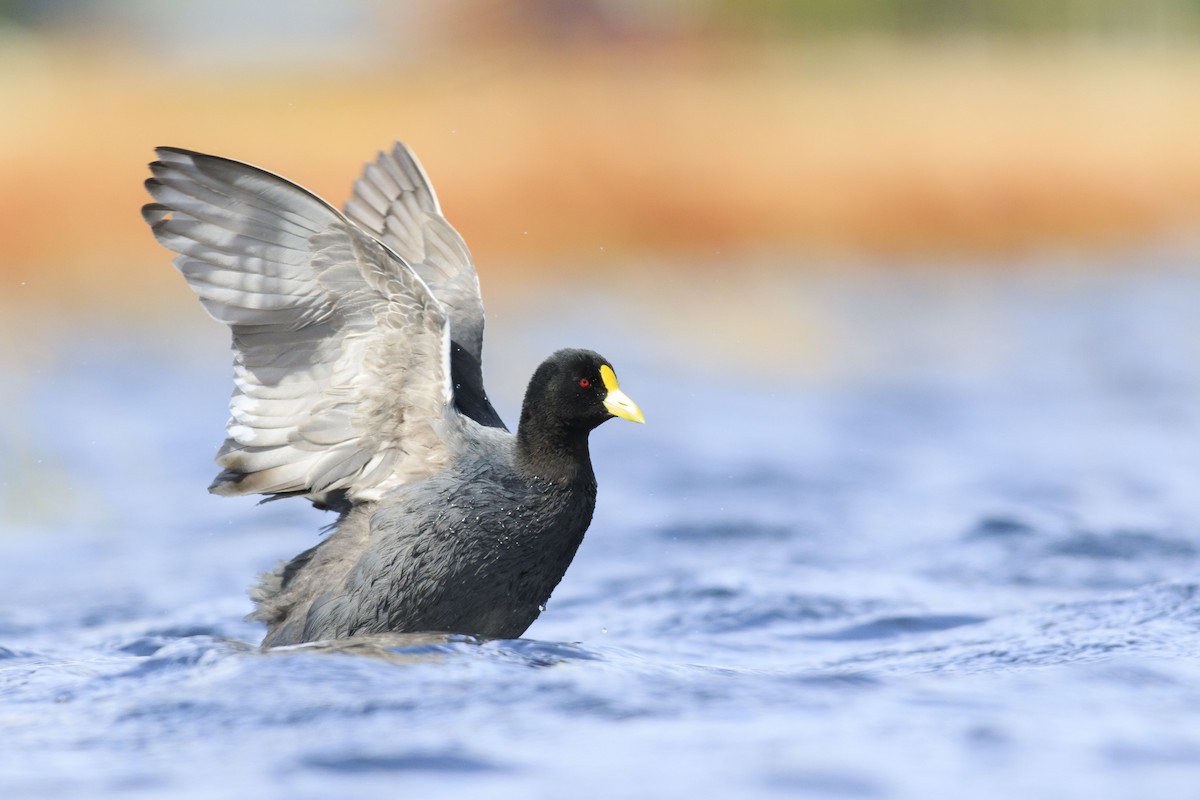 White-winged Coot - ML255549701