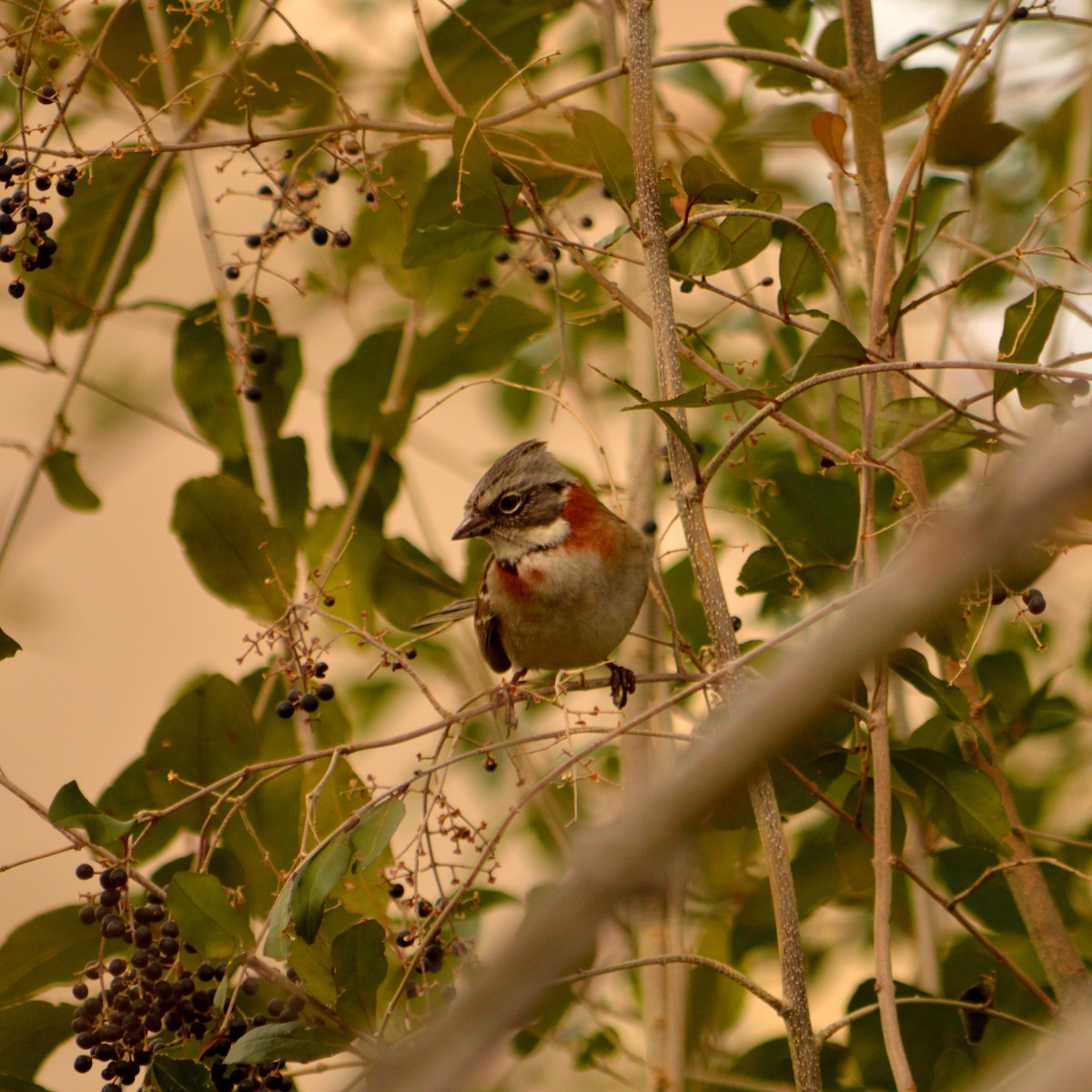 Rufous-collared Sparrow - Paulo Romero