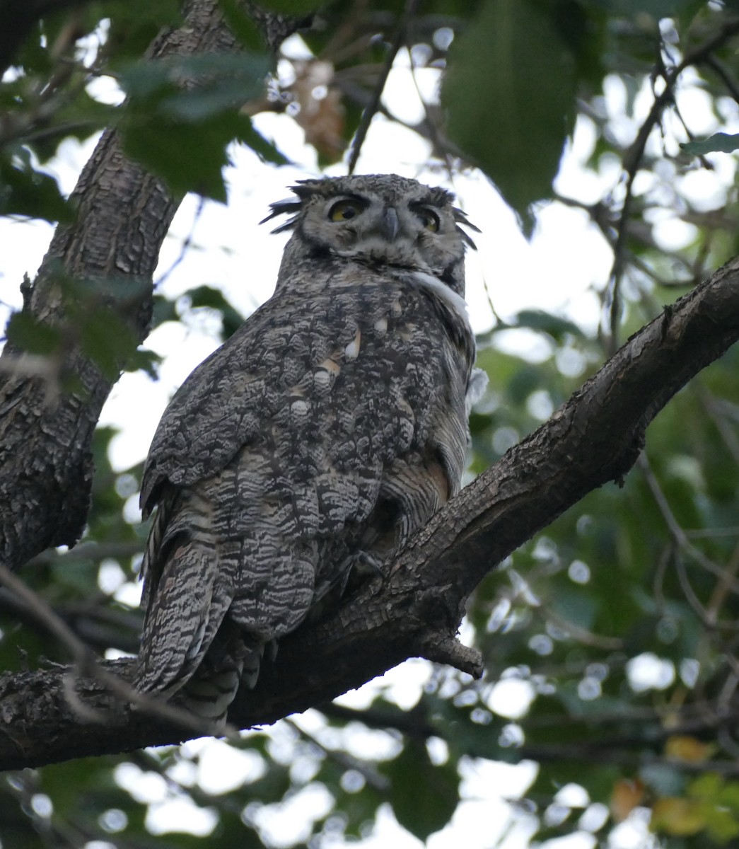 Great Horned Owl - ML255552921