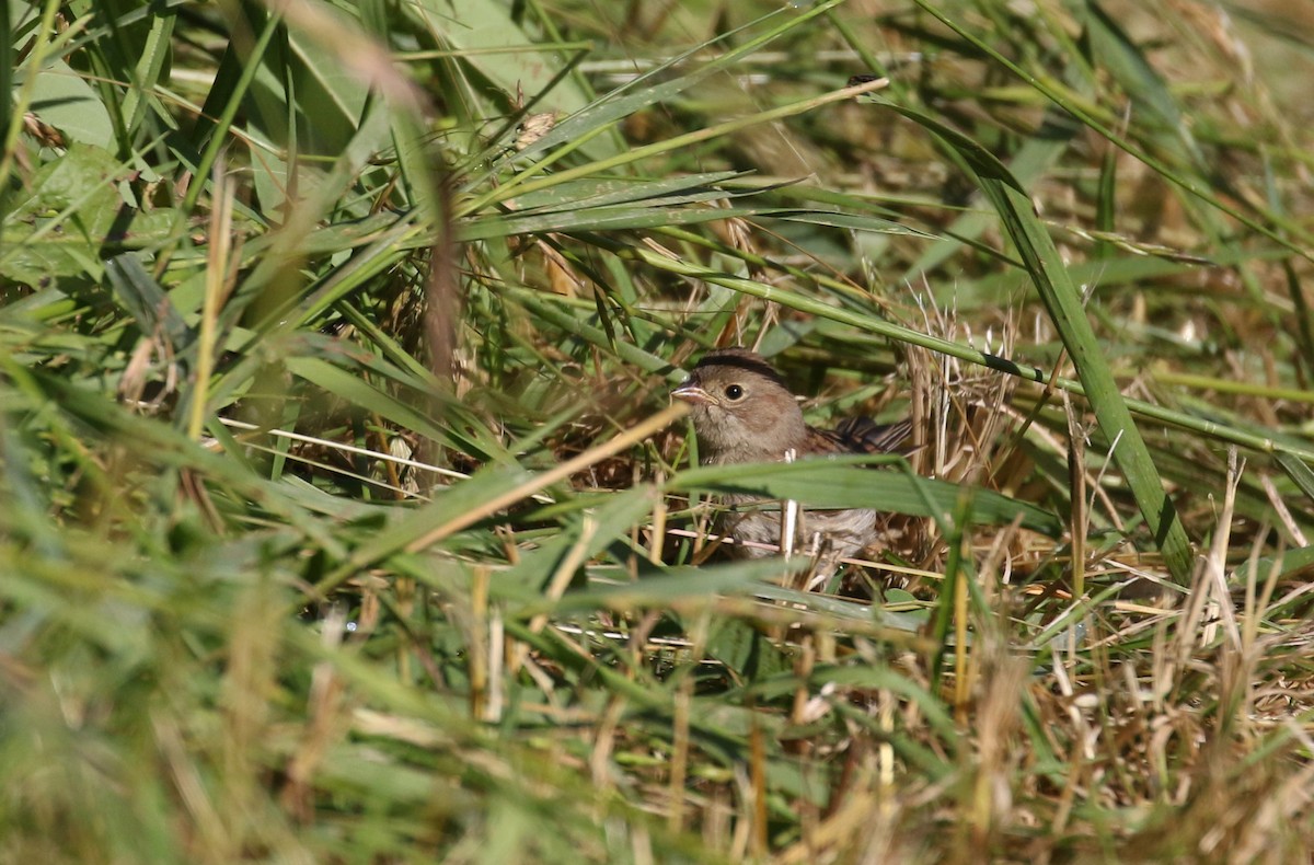 Field Sparrow - ML255553831