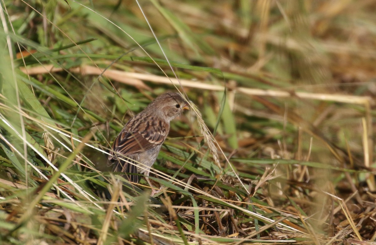 Field Sparrow - ML255553851