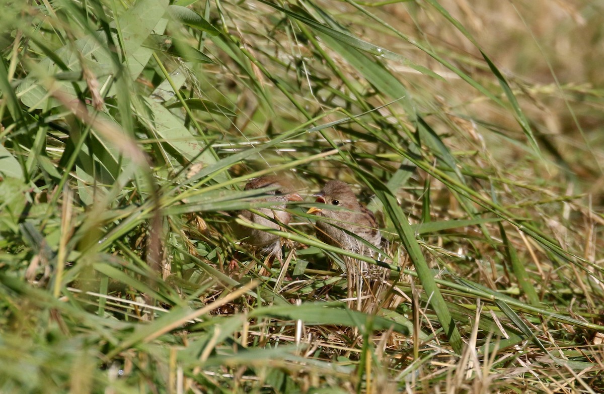 Field Sparrow - ML255553861