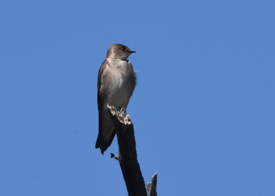 Northern Rough-winged Swallow - ML25555661