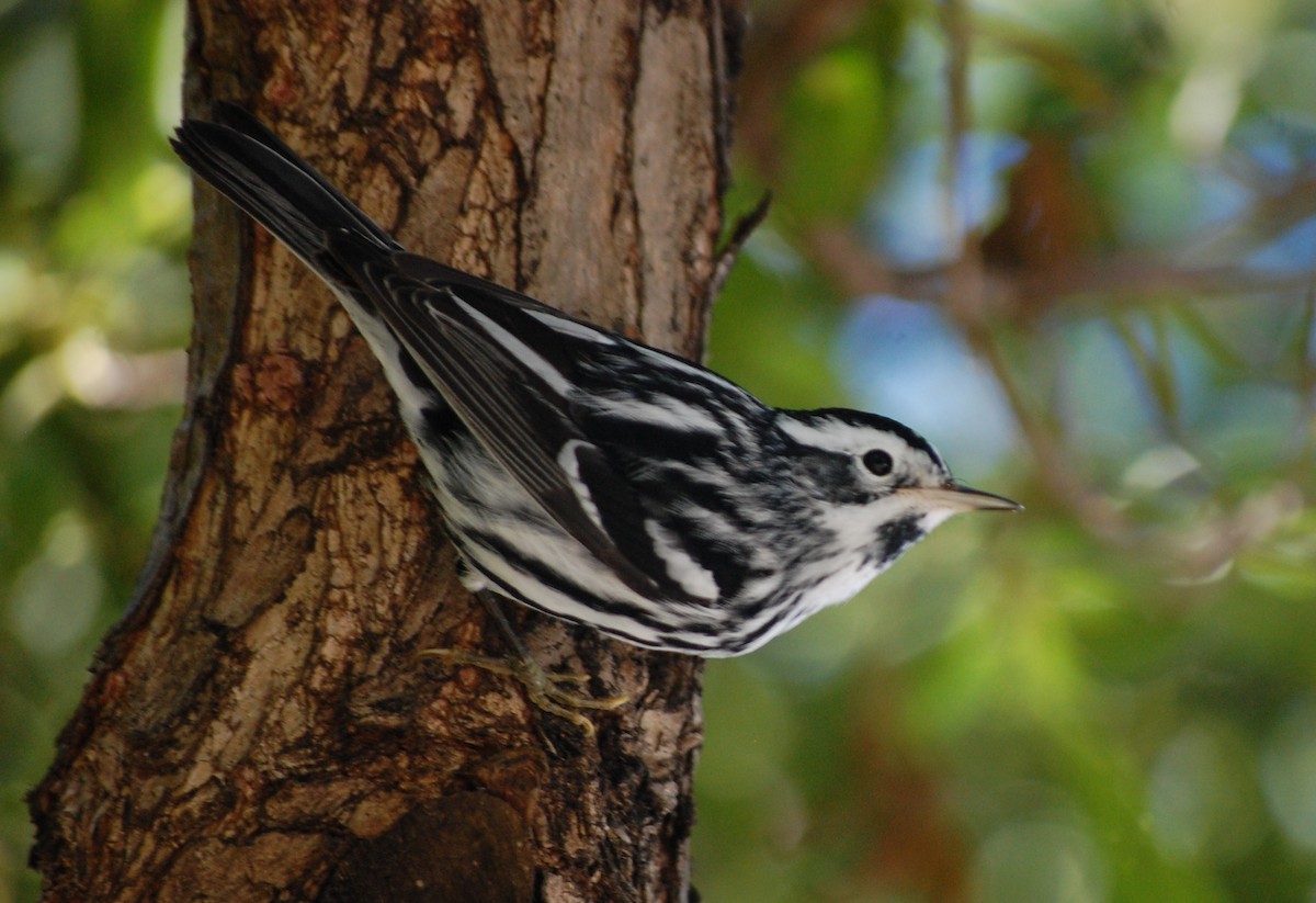 Black-and-white Warbler - ML25555721