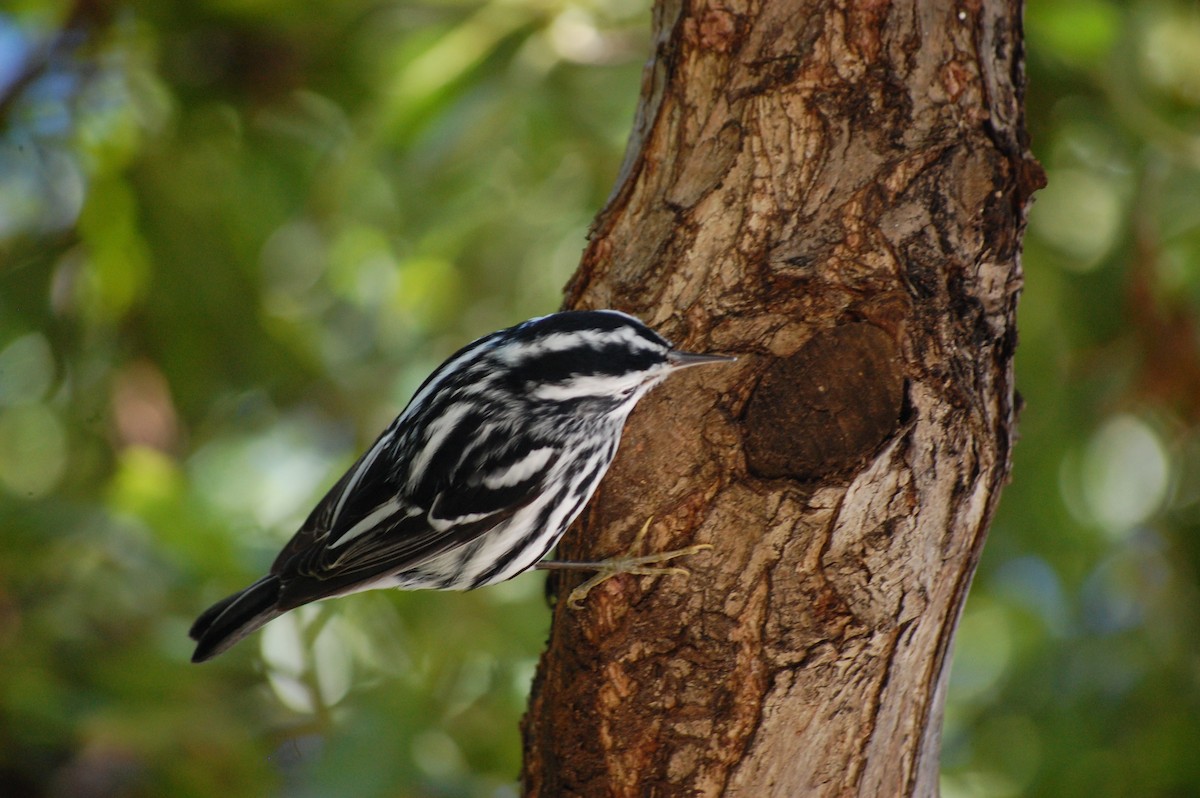 Black-and-white Warbler - ML25555731