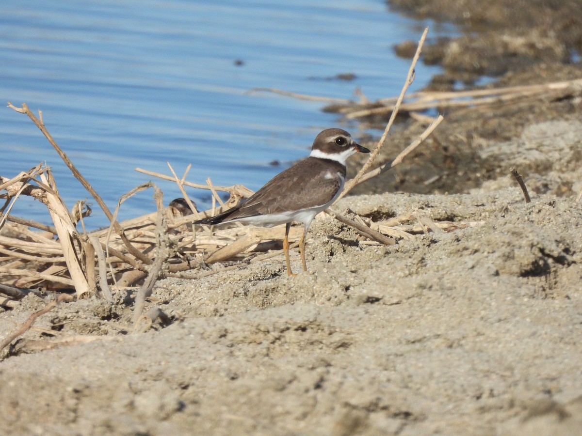 Semipalmated Plover - ML255558151