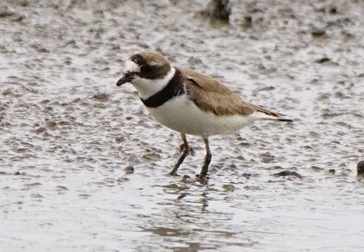 Semipalmated Plover - ML255568611