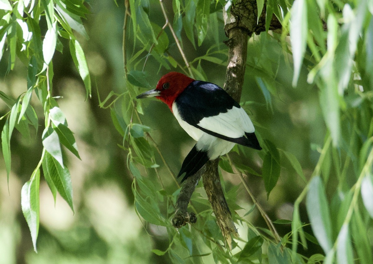 Red-headed Woodpecker - ML255571861