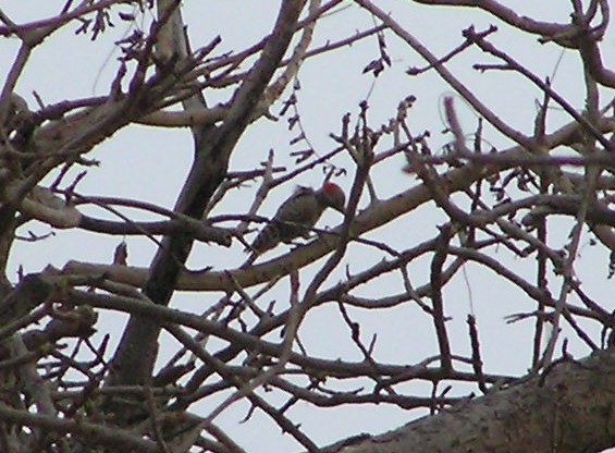 Little Gray Woodpecker - ML255576121