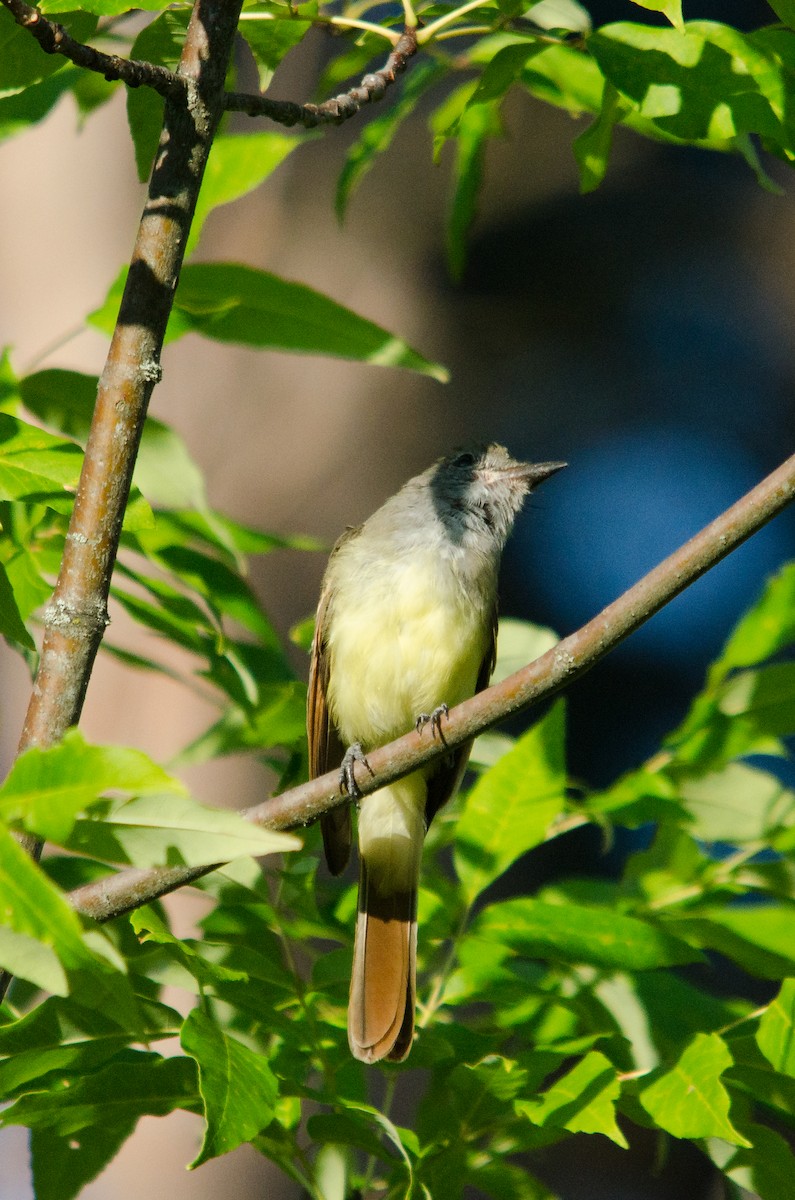 Great Crested Flycatcher - ML255580921