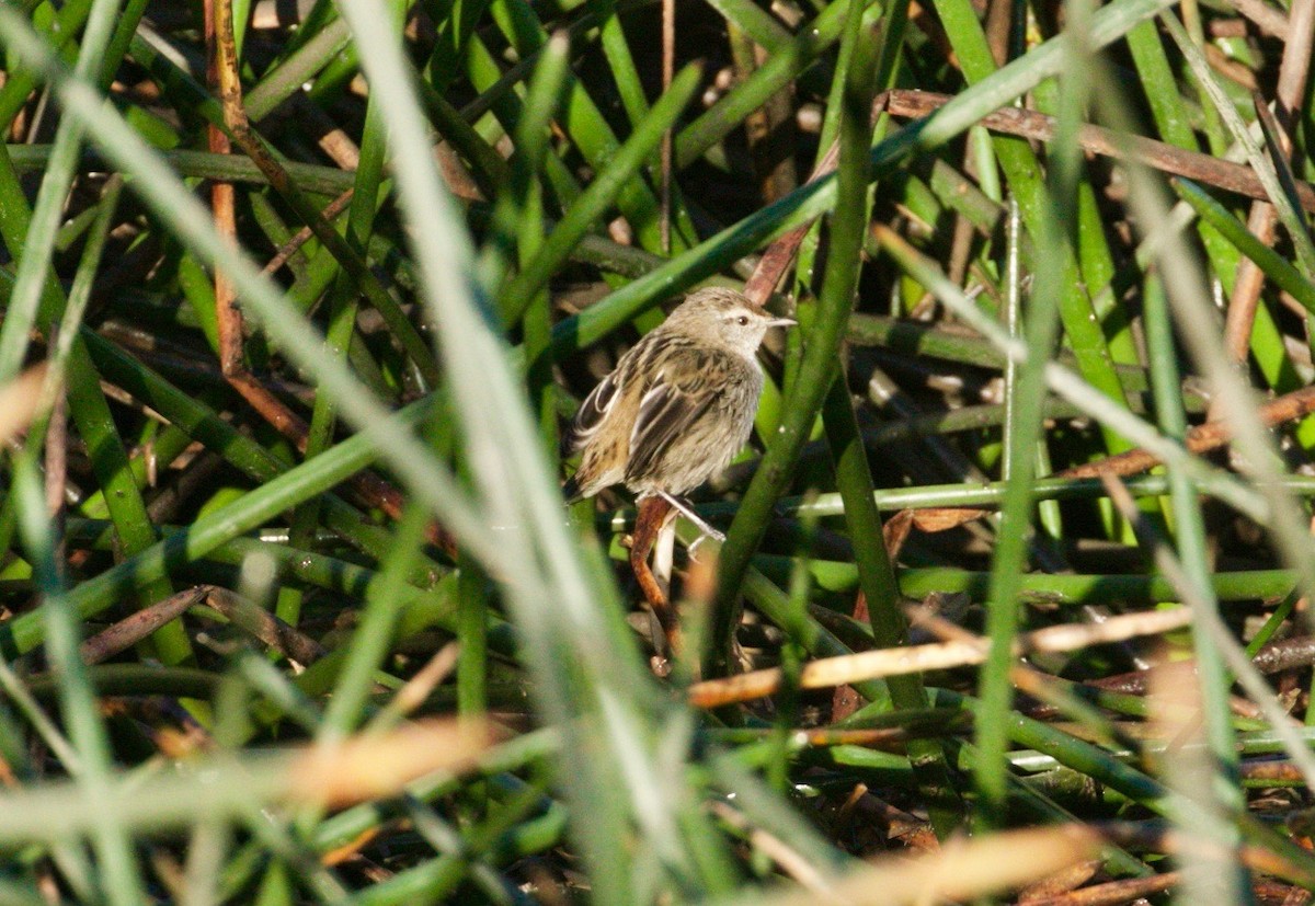Little Grassbird - ML255587291