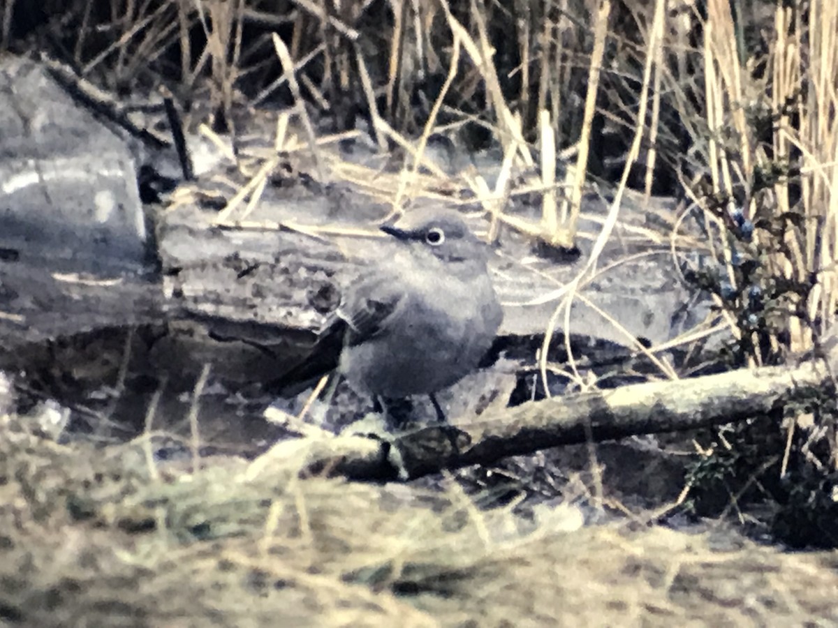 Townsend's Solitaire - ML255592061