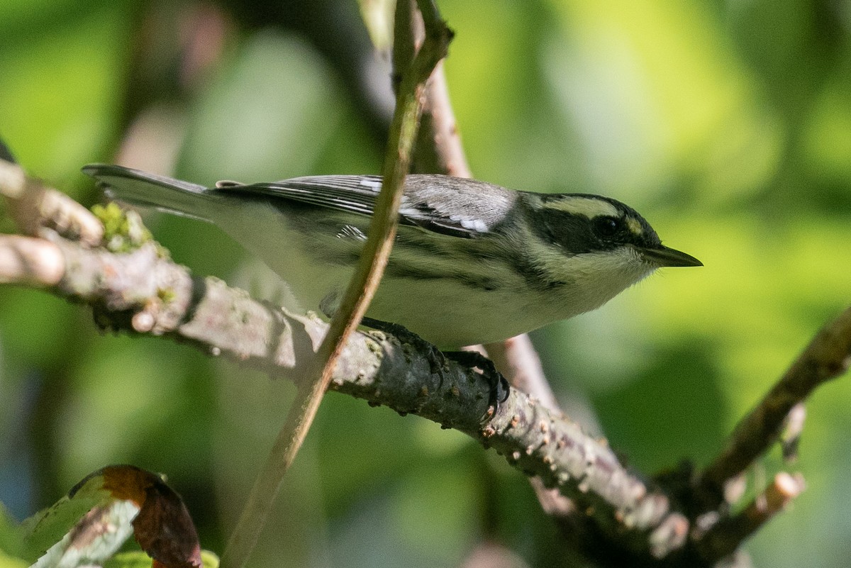 Black-throated Gray Warbler - John Reynolds