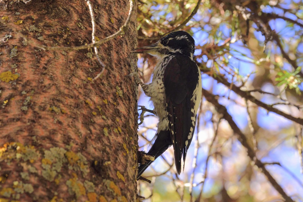 American Three-toed Woodpecker - David de Rivera Tønnessen