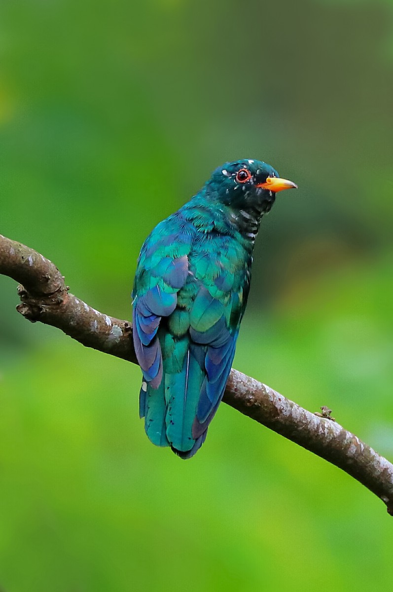 Asian Emerald Cuckoo - ML255605431