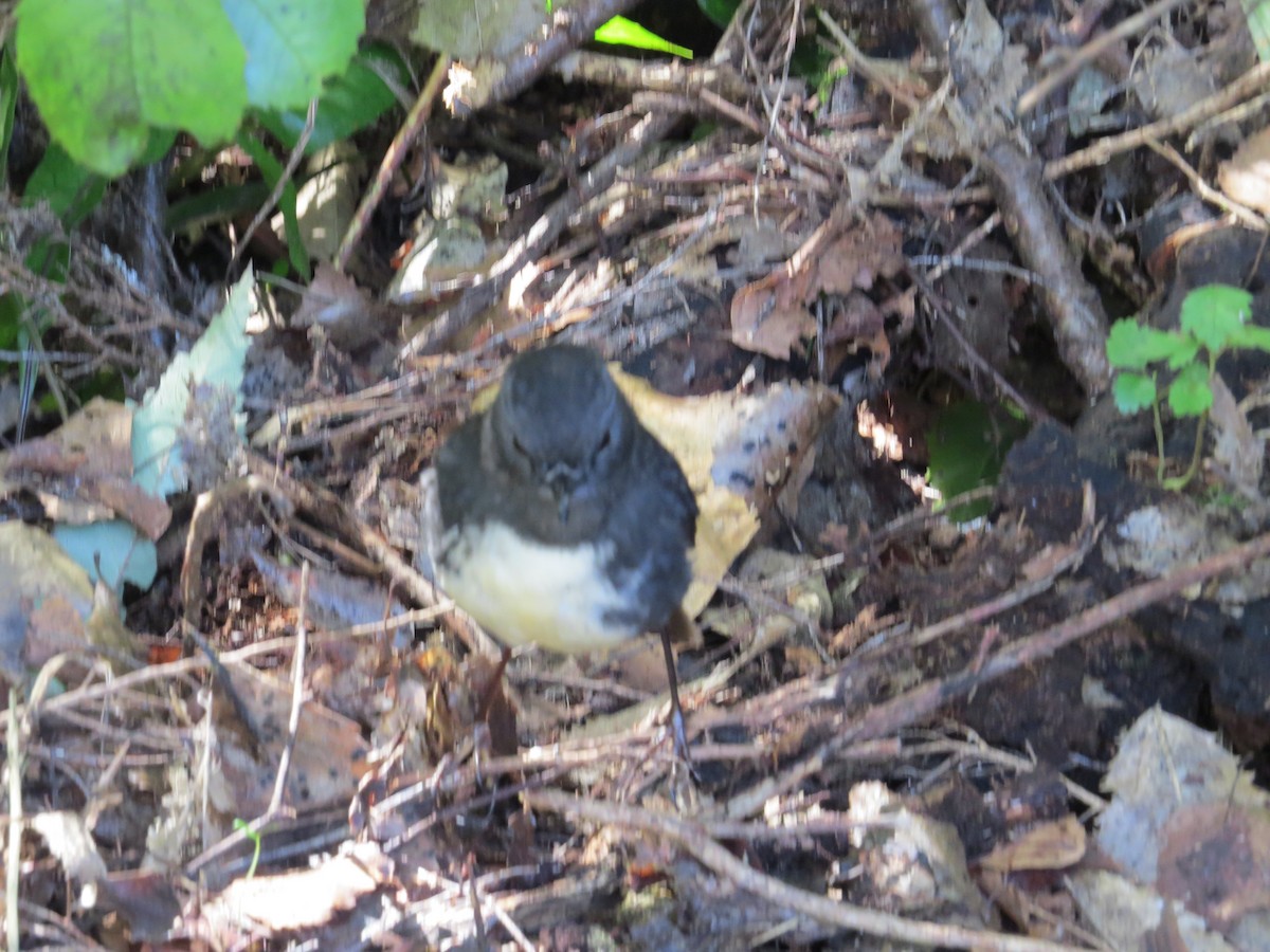 South Island Robin - ML255609391