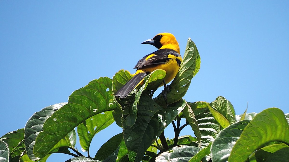Yellow-tailed Oriole - ML255611291