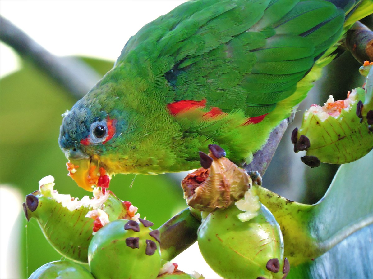 Blue-fronted Parrotlet - ML255612351