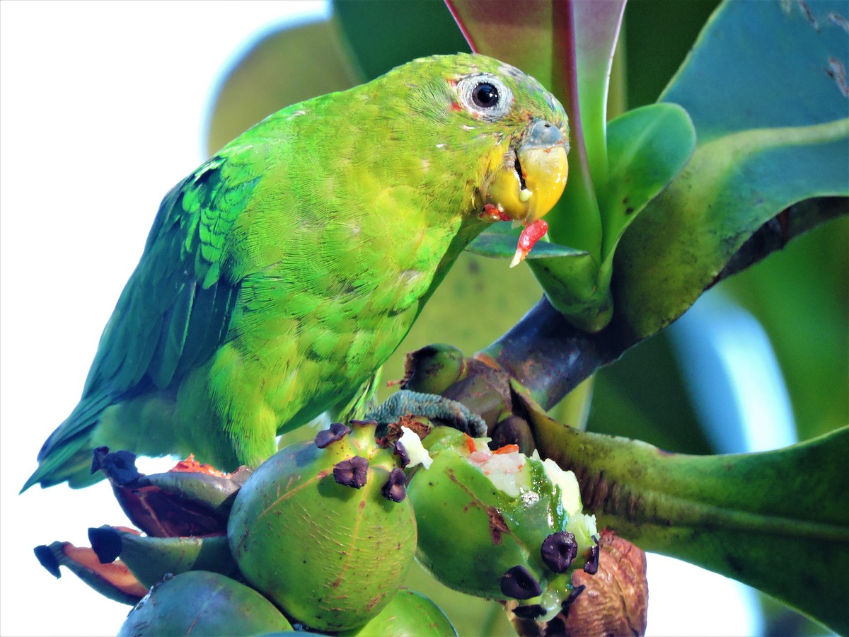 Blue-fronted Parrotlet - ML255612691