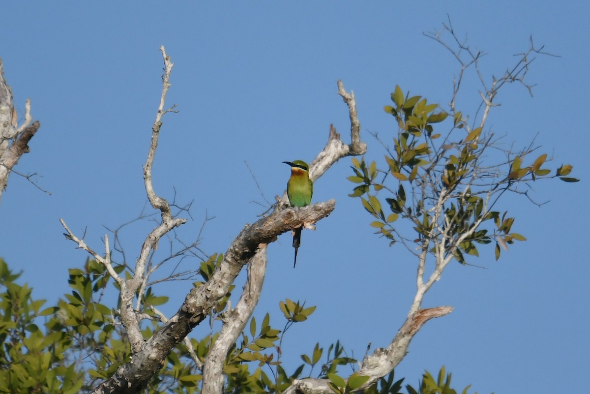 Blue-tailed Bee-eater - Fumihiro SEMBA