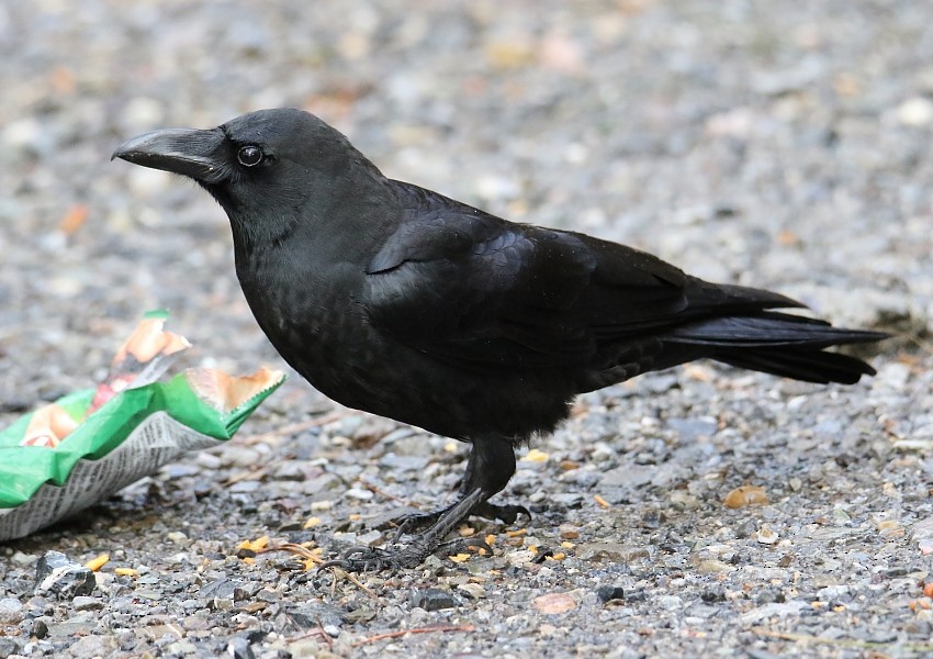 Large-billed Crow (Large-billed) - ML255613601