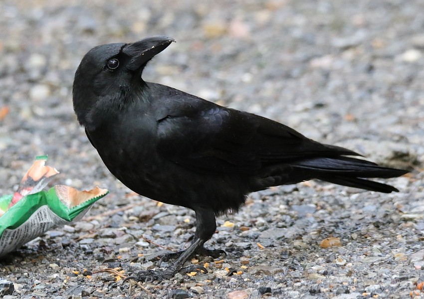 Large-billed Crow (Large-billed) - ML255613611