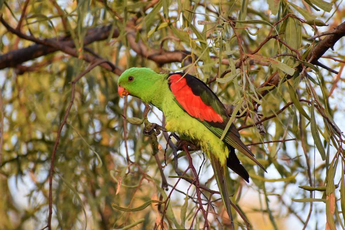 Red-winged Parrot - ML255614691