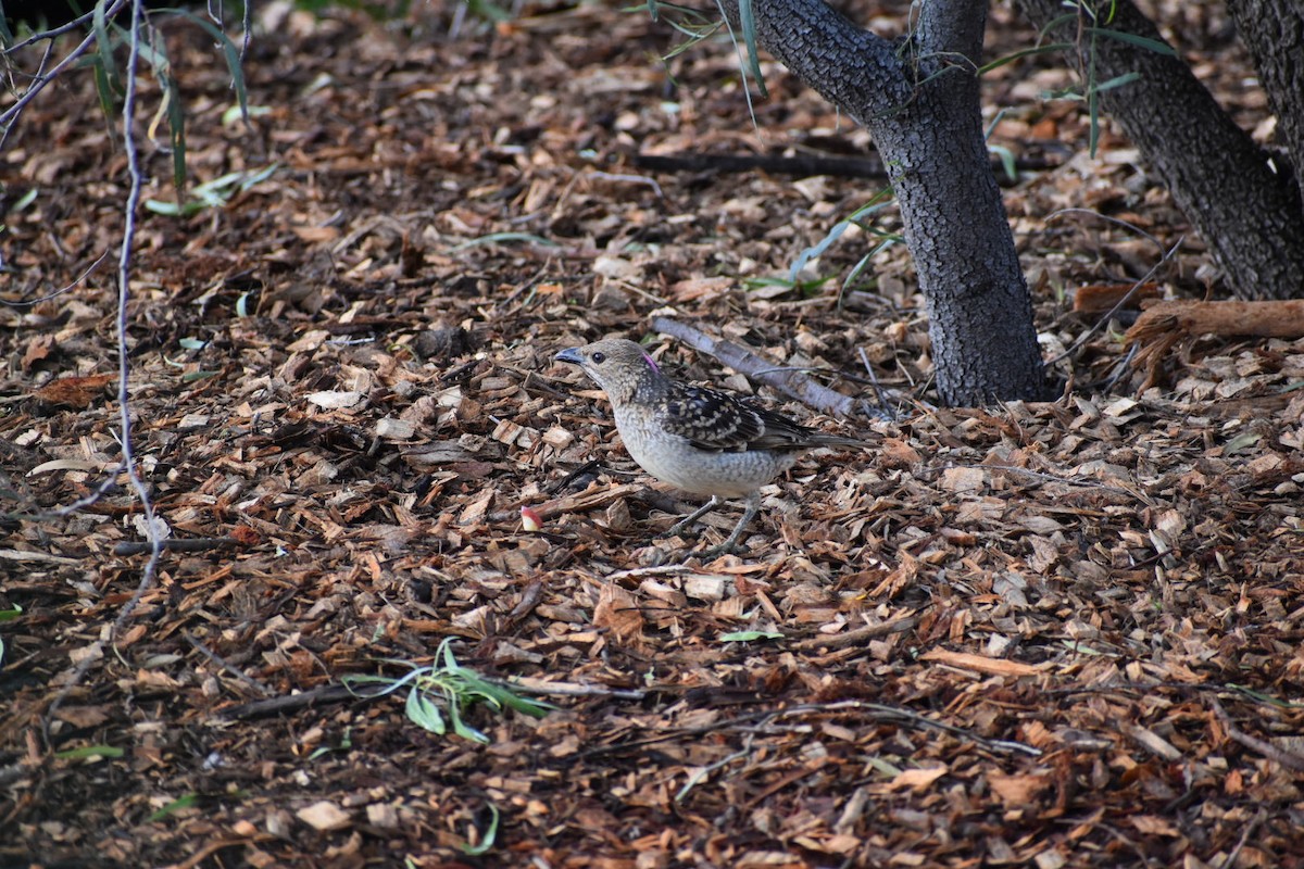 Spotted Bowerbird - ML255614701