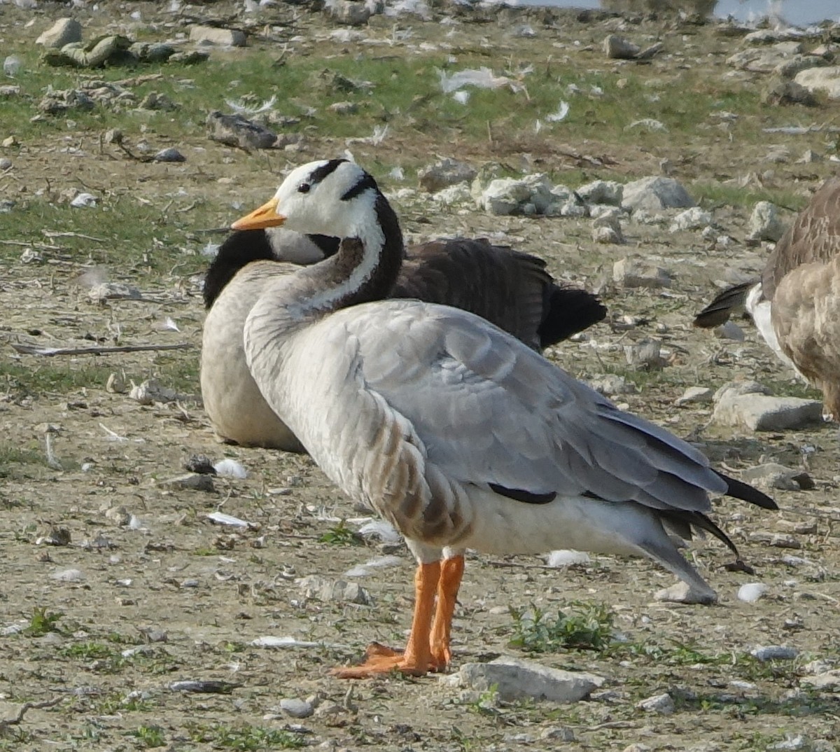 Bar-headed Goose - ML255620131