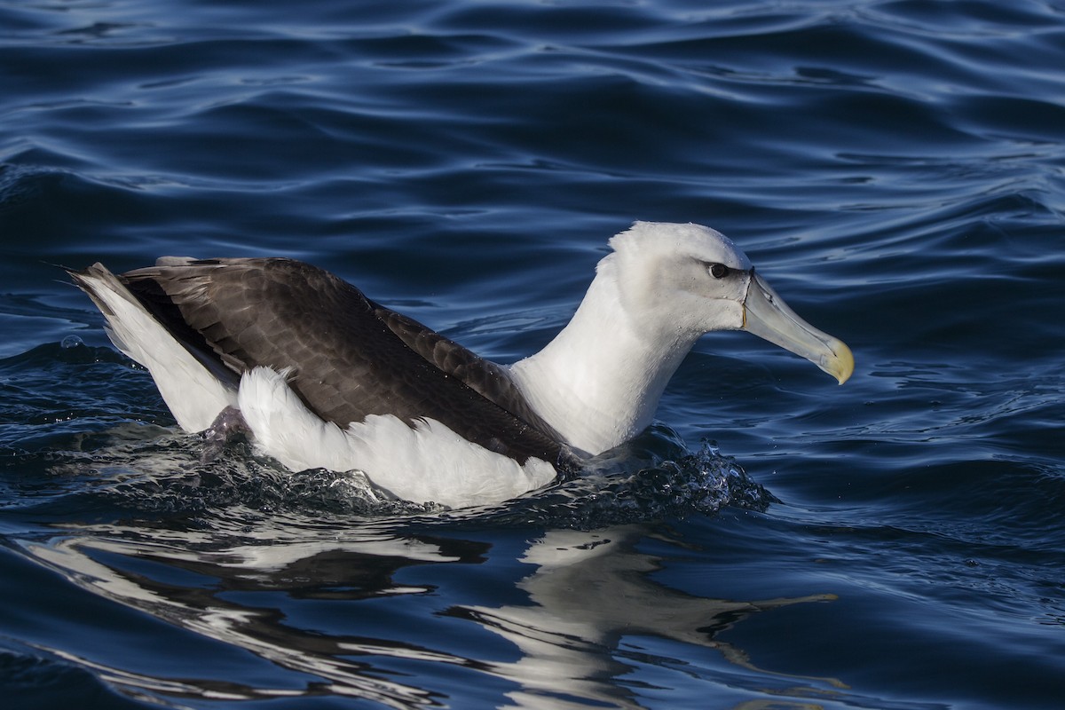 White-capped Albatross - Oscar Thomas