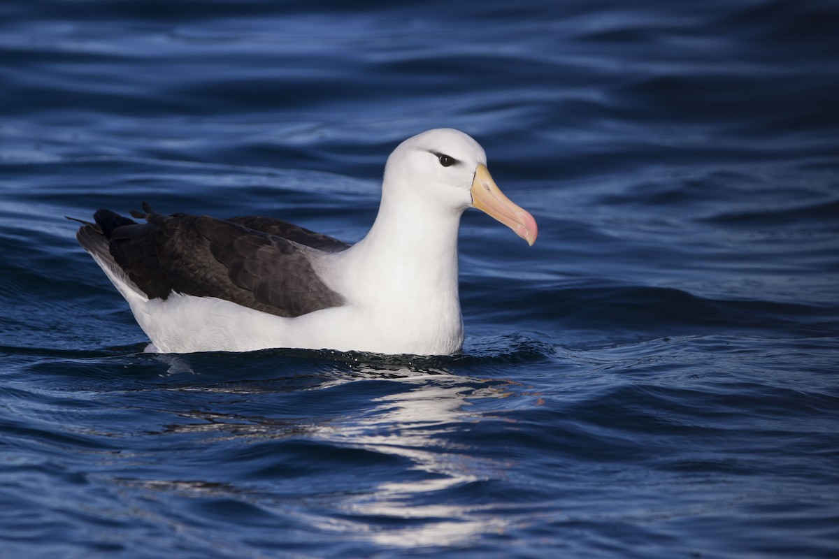 Чернобровый альбатрос (melanophris) - ML255621121