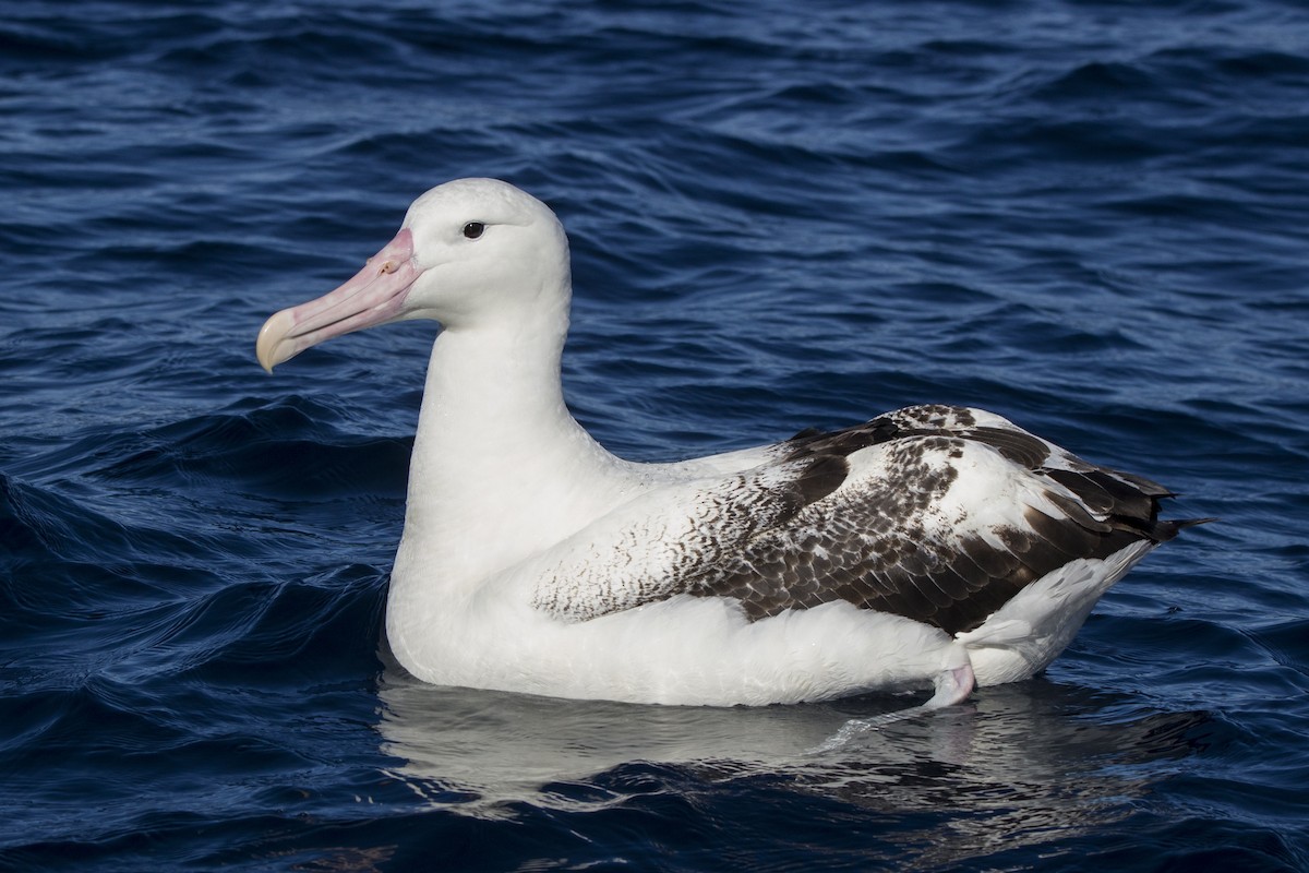 Southern Royal Albatross - Oscar Thomas