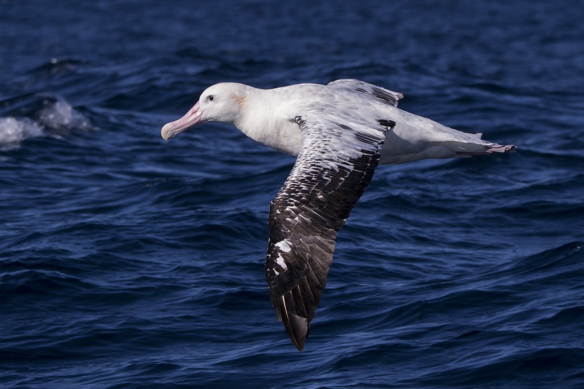 Snowy/Tristan/Antipodean Albatross - ML255621201