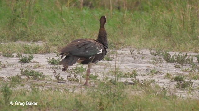 Spur-winged Goose (Southern) - ML255627061