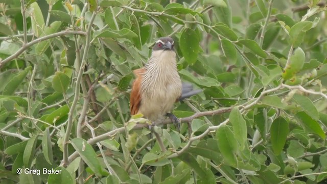 White-browed Coucal (White-browed) - ML255627131