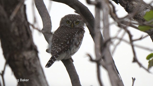 Pearl-spotted Owlet - ML255627191