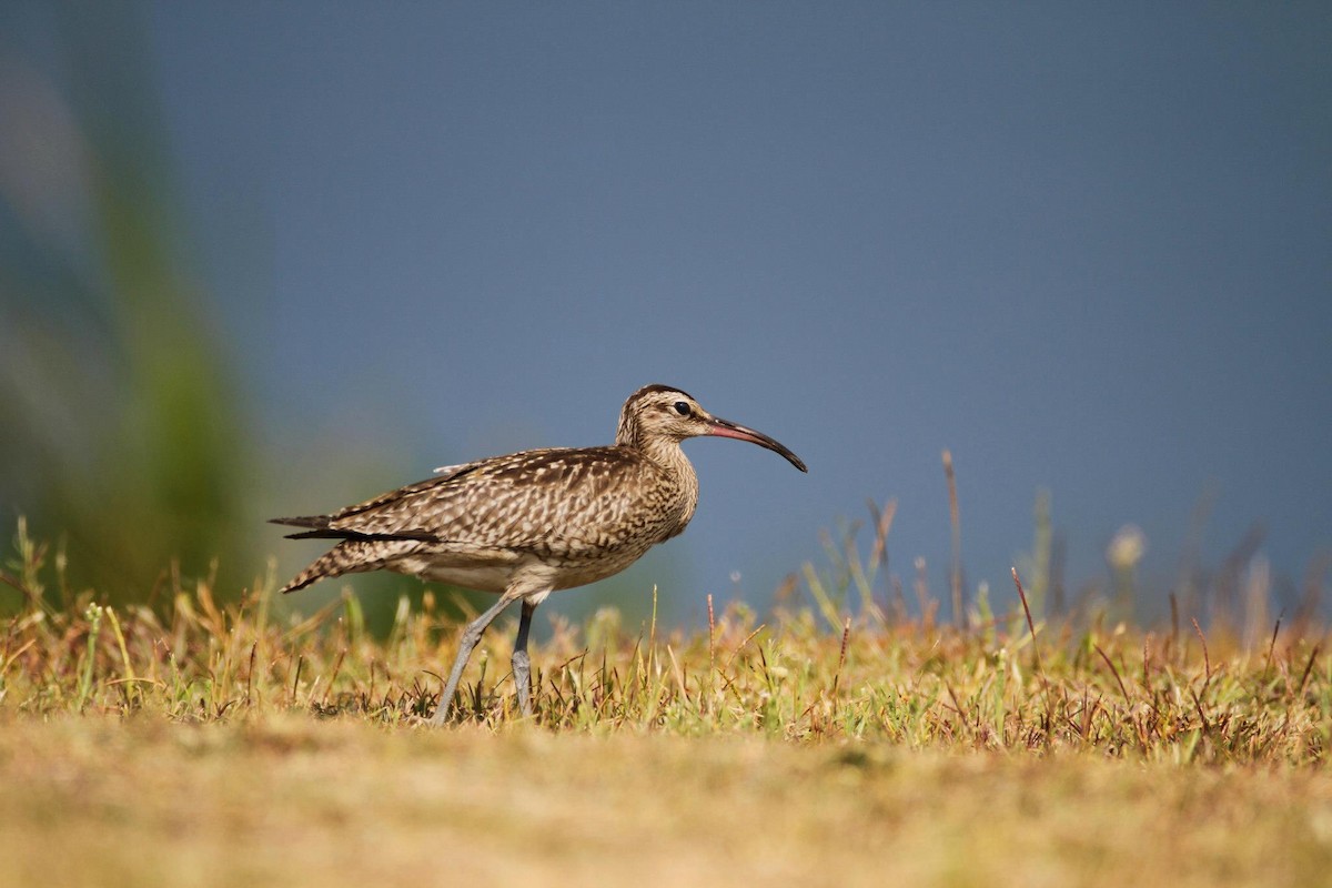Whimbrel - Ting-Wei (廷維) HUNG (洪)