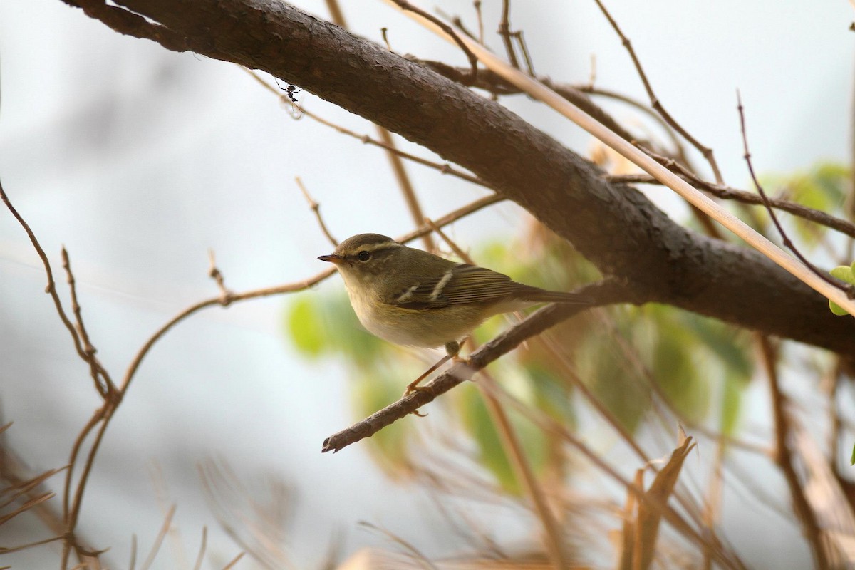 Yellow-browed Warbler - ML255631581