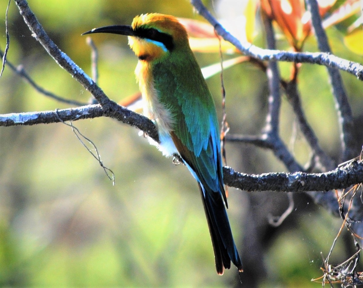Rainbow Bee-eater - ML255632901